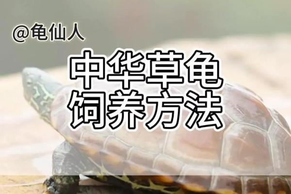 家居风水中养殖乌龟的利与弊分析
