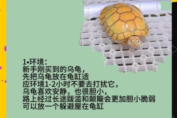 家居风水中养殖乌龟的利与弊分析