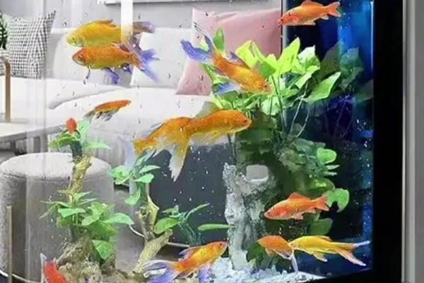 家居风水鱼缸摆放技巧与装修搭配建议