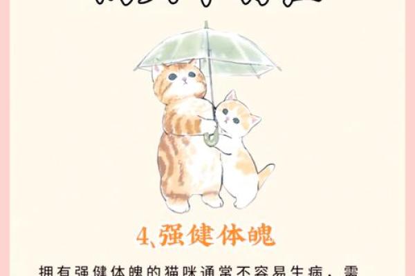 如何利用猫咪招你财事业风财富水双提升赢家运