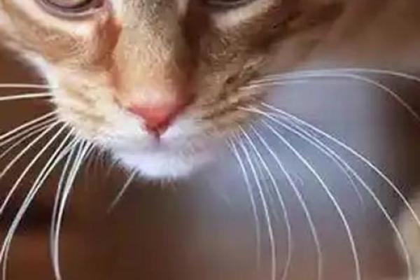 如何利用猫咪招你财事业风财富水双提升赢家运