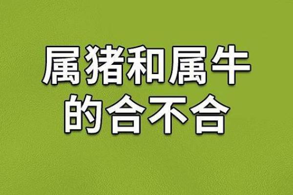 属牛与属猪相合吗 了解两者的相互影响和性格差异