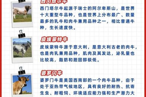 牛与牛的爱情能否长久？看看专家怎么说