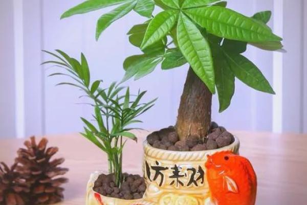 你家需要这十种招财风水植物来旺运
