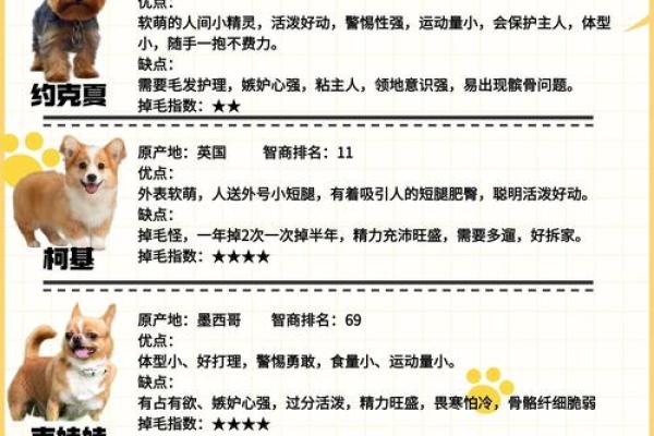 狗宝宝起名技巧：如何为你的爱犬取个既有意义又好听的名字